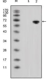 Wnt5a antibody [6F2]