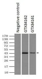SEK1 / MKK4 antibody [8A8]