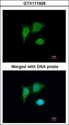 PIG3 antibody [N1C3]