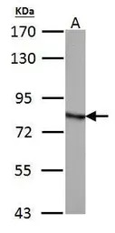 HADHA antibody [N2C1], Interna
