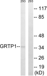 GRTP1 antibody