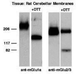 mGluR2 + mGluR3 antibody