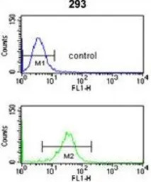 Nup153 antibody, N-term