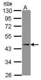 ZNF302 antibody