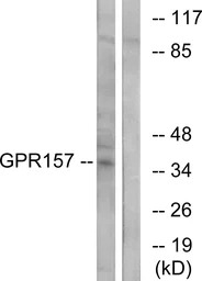 GPR157 antibody