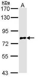 Calpain 10 antibody [N2C2], In