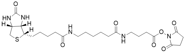 Biotin-12 SE 90083