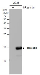 Resistin antibody [N1C3]