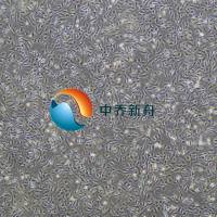 人肝内胆管上皮细胞-永生化