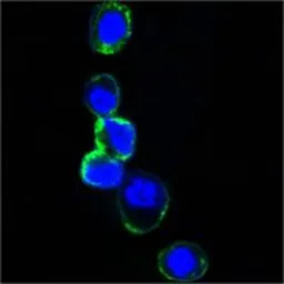 Her3 / ErbB3 antibody [2F9]