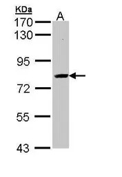 SAH3 antibody [N3C3]