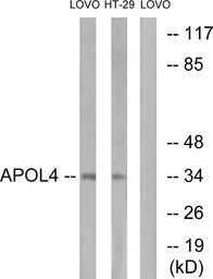 Apolipoprotein L4 antibody