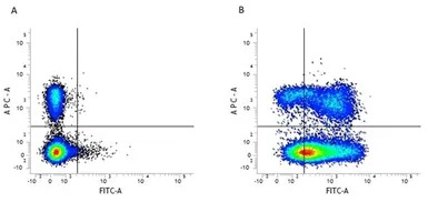CD44 antibody [5035-41.1D] (FI