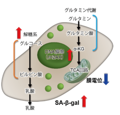 1612339613332767.png 1612339613332767.png