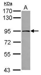 TARS2 antibody [N3C2], Interna