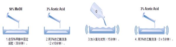 糖蛋白染色试剂盒
