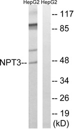 SLC17A2 antibody