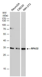RPA32 antibody [12F3.3]