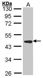 TTLL1 antibody [N1C3]