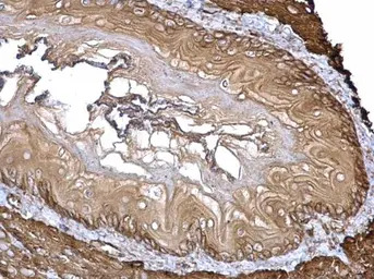 Filamin A antibody [C2], C-ter