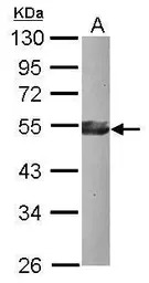 KLF17 antibody