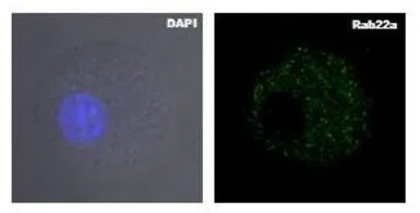 RAB22A antibody, Internal