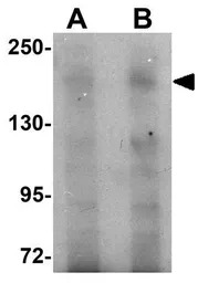 FRMPD3 antibody