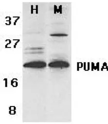 PUMA antibody