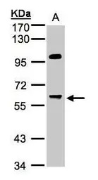 PPP1R16A antibody [N1C3]