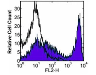 CD90 antibody [30-H12] (Biotin