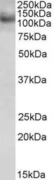 RNF31 antibody, C-term