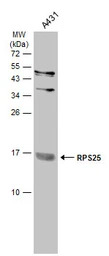 RPS25 antibody