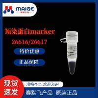 赛默飞 26617-10×250ul 预染蛋白marker （10-180KD）