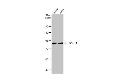 GSPT1 antibody