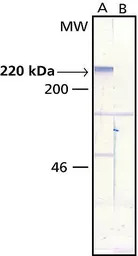 MAP2 antibody [AP-20]