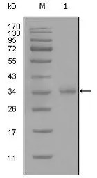 CD45 antibody [4A8A4C7A2]