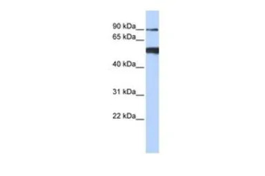 DDX50 antibody, N-term