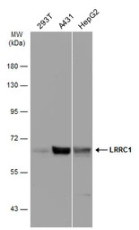 LRRC1 antibody [C1C3]