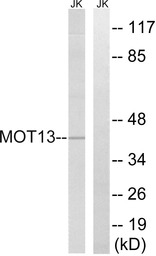 MCT13 antibody