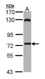 EXOC7 antibody [C2C3], C-term