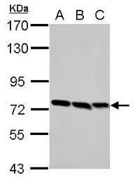 FNBP1 antibody [N1N2], N-term