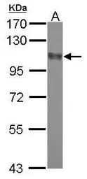 Dlgap2 antibody [N1], N-term