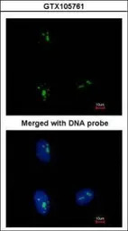 KRR1 antibody [N1C3]