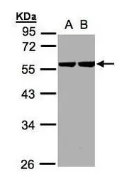 Cytokeratin 8 antibody [N1N3]