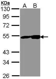 NSE antibody [C1C3]