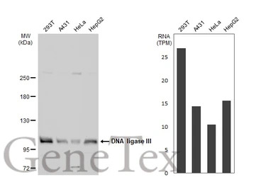 DNA ligase III antibody
