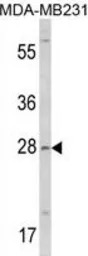 COLEC11 antibody, N-term