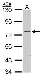 ZNF143 antibody