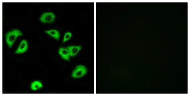 LILRB4 antibody