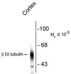 beta Tubulin 3/ Tuj1 antibody 
